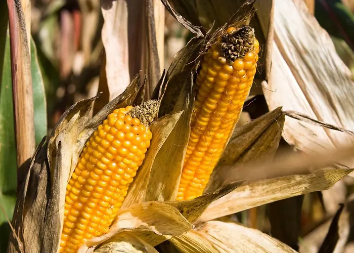 Alojamento de Acomodação e Pequeno-almoço Vrijheid Van *